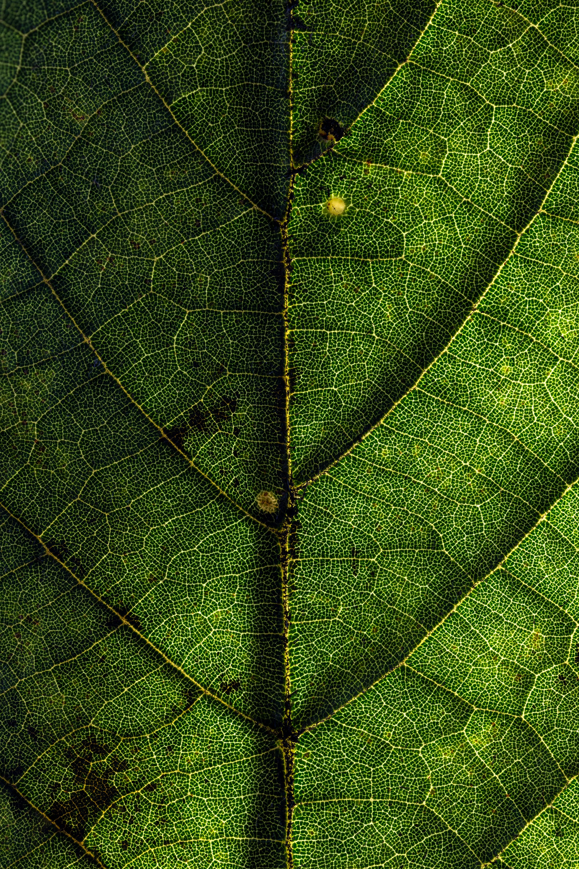 브라질 Flávio Demarchi