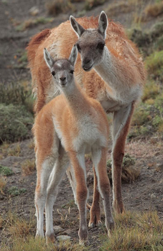 충실사진(Faithful Mode) - 사실적인 색상과 질감 표현1