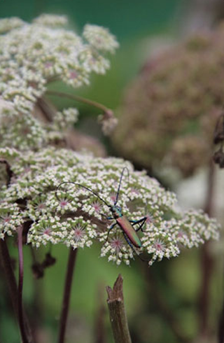 충실사진(Faithful Mode) - 사실적인 색상과 질감 표현2